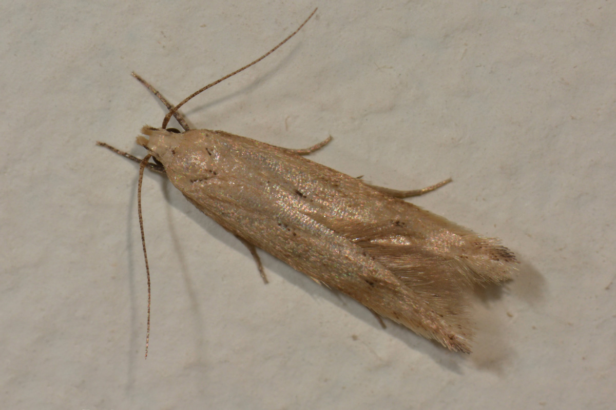 Piccolina da id. - Cfr. Acompsia tripunctella, Gelechiidae